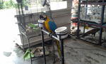 Jojo - Macaw Bird