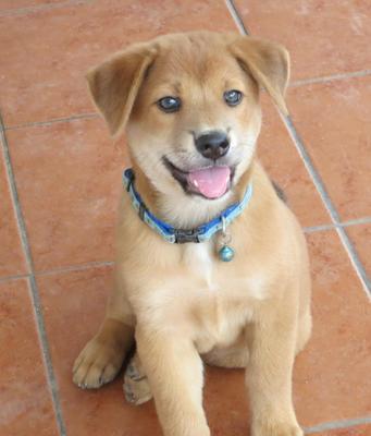 Brown Boy - Labrador Retriever Mix Dog