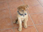 Brown Boy - Labrador Retriever Mix Dog