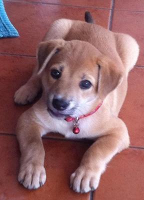 Brown Girl - Labrador Retriever Mix Dog