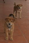 Brown Girl - Labrador Retriever Mix Dog