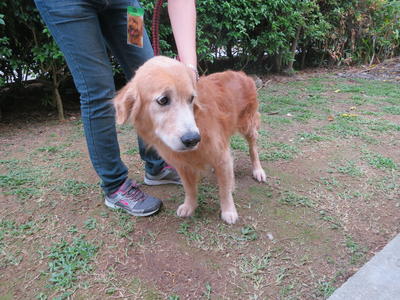 Golden - Golden Retriever Dog