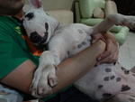 Buffy - Bull Terrier Dog