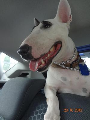 Buffy - Bull Terrier Dog