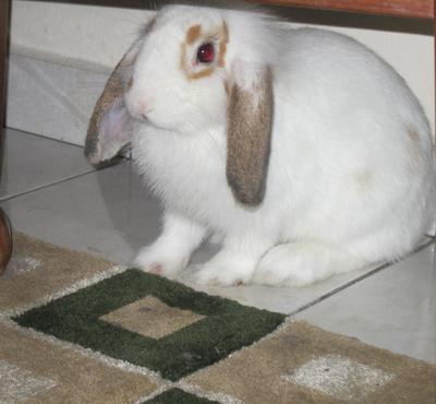 Baby - Holland Lop + Lop Eared Rabbit