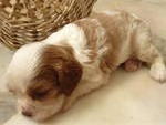 Kokoro - Cavalier King Charles Spaniel Dog