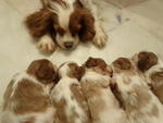 Kokoro - Cavalier King Charles Spaniel Dog