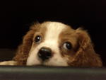 Kokoro - Cavalier King Charles Spaniel Dog