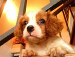 Kokoro - Cavalier King Charles Spaniel Dog