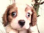 Kokoro - Cavalier King Charles Spaniel Dog