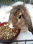 Choco - Lionhead Rabbit