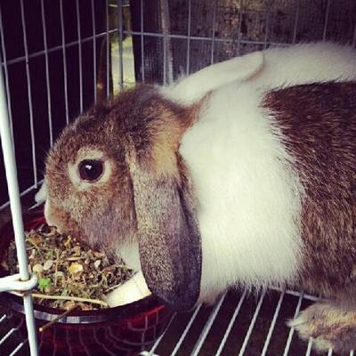 Choco - Lionhead Rabbit