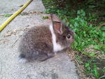 Choco - Lionhead Rabbit