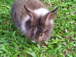 Choco - Lionhead Rabbit