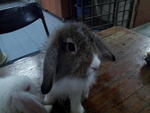 Choco - Lionhead Rabbit