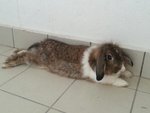 Choco - Lionhead Rabbit