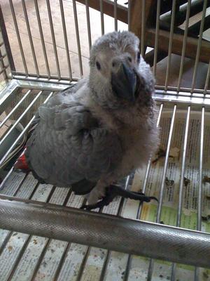 PF40616 - African Grey Bird