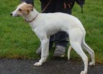 I personally think she looks like this, a bit of Whippet in her and a dash of Jack Russell too  :)