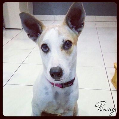 Penny (Aka Miu Miu) - Italian Greyhound Mix Dog