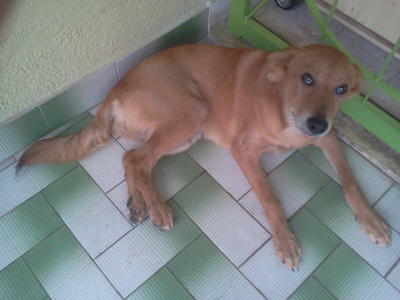 Little Brown - Mixed Breed Dog