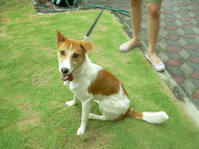 PF40634 - Mixed Breed Dog