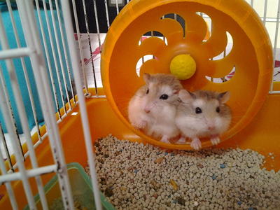 Roborovski - Roborovsky's Hamster Hamster