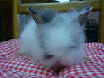 Teddy Rabbits - Angora Rabbit Rabbit