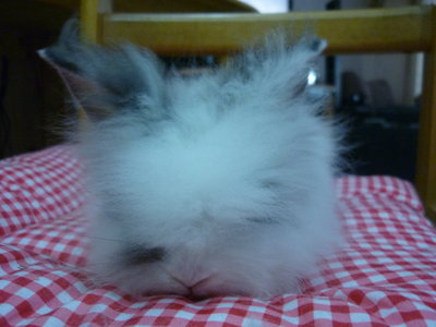 Teddy Rabbits - Angora Rabbit Rabbit