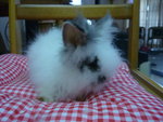 Teddy Rabbits - Angora Rabbit Rabbit