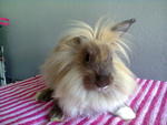 Lionhead Bunny Rabbit - Lionhead Rabbit