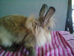 Lionhead Bunny Rabbit - Lionhead Rabbit