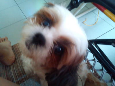 Ah Bi - Shih Tzu Dog