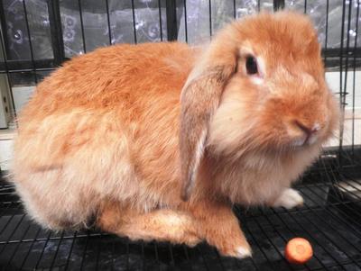 Cleo - Holland Lop + Angora Rabbit Rabbit