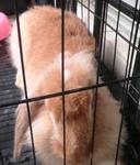 Cleo - Holland Lop + Angora Rabbit Rabbit