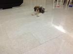 Bloom - Shih Tzu Dog