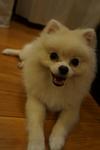 Snowy - Pomeranian Dog