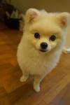 Snowy - Pomeranian Dog