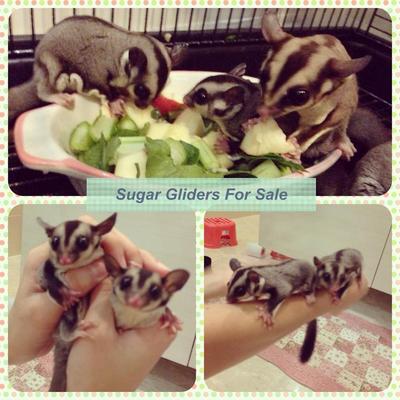 Male Sugar Gliders - Sugar Glider Small & Furry