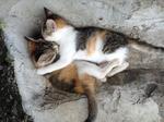 2 Calico - Domestic Short Hair Cat