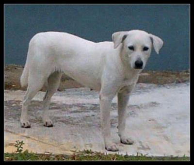 Snow White - Labrador Retriever Mix Dog