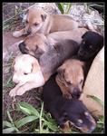 1-month-old pups need a home