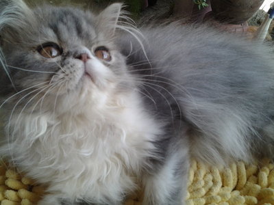 Pure Flatface Male - Persian Cat