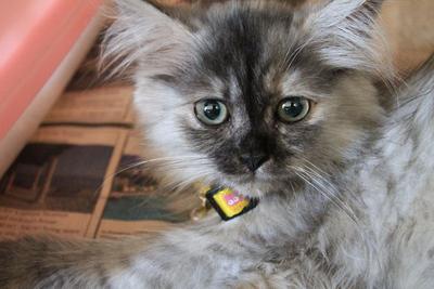 Bella - Chinchilla + Persian Cat