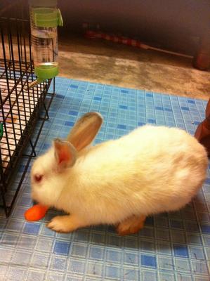 Carrot And Radish - New Zealand Rabbit