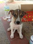 Puppy For Adoption - Mixed Breed Dog