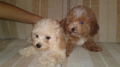 Kobe &amp; Xiao Xiao - Poodle Dog