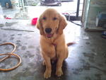 Ah Boy - Golden Retriever Dog