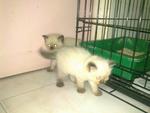 Billy &amp; Bella &amp; Blackie - Persian + Siamese Cat