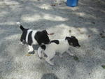 Oxford, male, 4 mth old. Light grey mix wihtSusan and Sandy are playful and happy to roam around fre