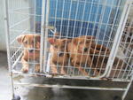 These 3 male pups are short legged, very cute and adorable, trusting and friendly, you will have no 